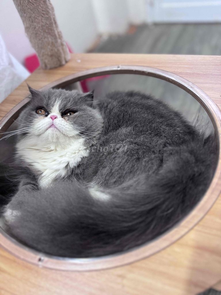 tìm nhà cho mèo lùn lông dài. Mua bán Mèo tại Quận Bình Tân Tp Hồ Chí Minh được đăng bởi Em Mi hình 4