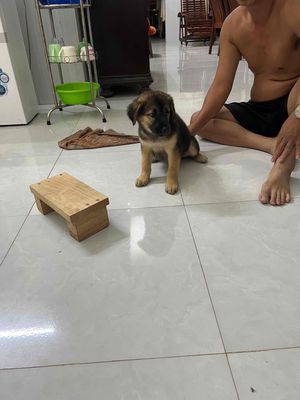 Chó con đen vàng đã tiêm mũi 1. Mua bán Chó tại Huyện Xuân Lộc Đồng Nai được đăng bởi Nguyen thanh tin