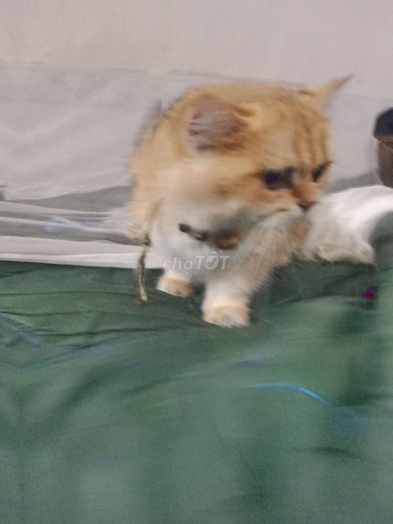 Mèo Vàng kem đã tiêm phòng. Mua bán Mèo tại Quận Ninh Kiều Cần Thơ được đăng bởi nguyên nguyen hình 1