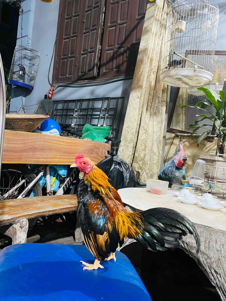 Gà tre Trưởng thành Đực Đen, vàng, đỏ. Mua bán Gà tại Huyện Phú Xuyên Hà Nội được đăng bởi bảo khang hình 1
