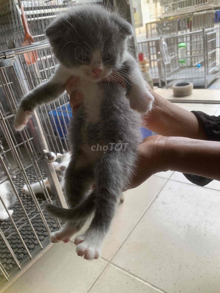 Mèo anh ❤️thuần chủng bicolor 💙 siêu đẹp giả rẻ. Mua bán Mèo tại Quận 8 Tp Hồ Chí Minh được đăng bởi Cửa Hàng Thanh Lý Đồ Cũ Mới hình 4