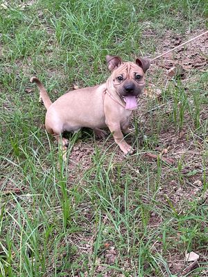 Chó Pug lai Bull pháp,đực,  900k