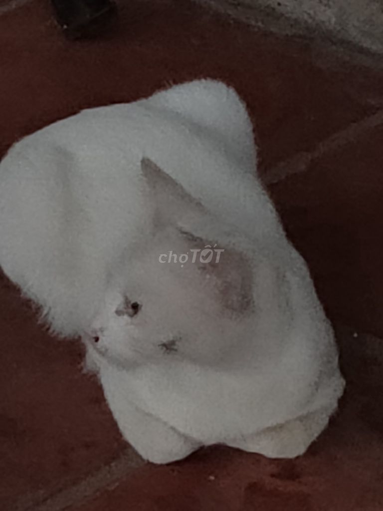 Mèo mướp lai Trắng 1 xanh 1 vàng. Mua bán Mèo tại Huyện Chương Mỹ Hà Nội được đăng bởi chien thang hình 1