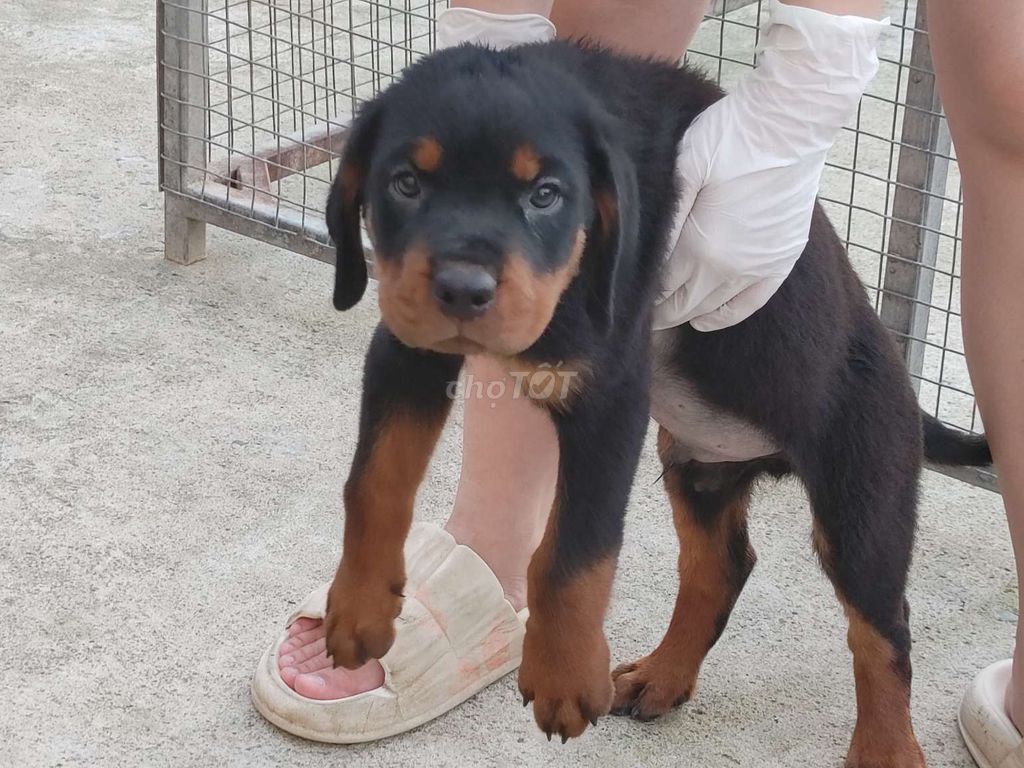 ĐN.Rottweiler Con 2 Mũi. Mua bán Chó tại Thành phố Dĩ An Bình Dương được đăng bởi Nhân Rottweiler  hình 1