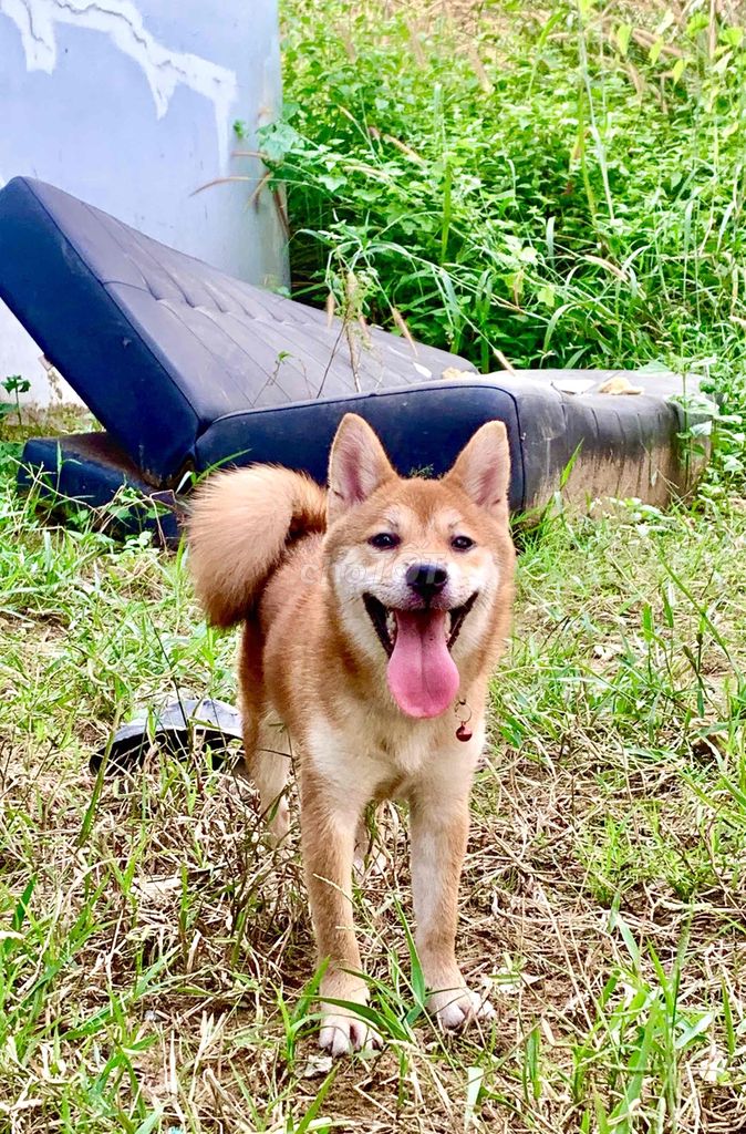 Bé Shiba Inu cái màu vàng đỏ 6.5 tháng tuổi