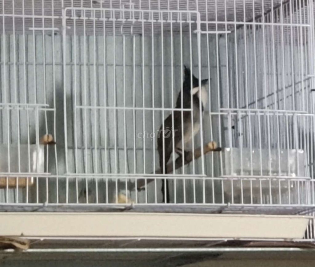 Bổi Đấu Tuyển Mới Vào Cám Dữ Chim. Mua bán Chim tại Thành phố Thủ Đức Tp Hồ Chí Minh được đăng bởi Hoàng Thịnh hình 1