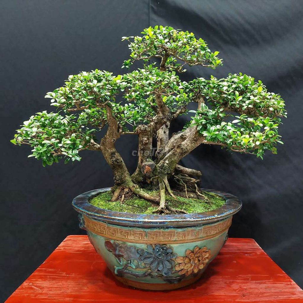 Cây hải châu cao 42cm lá nhỏ