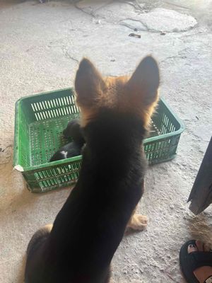 Chó Poodle tiny đen 1 tuần.
