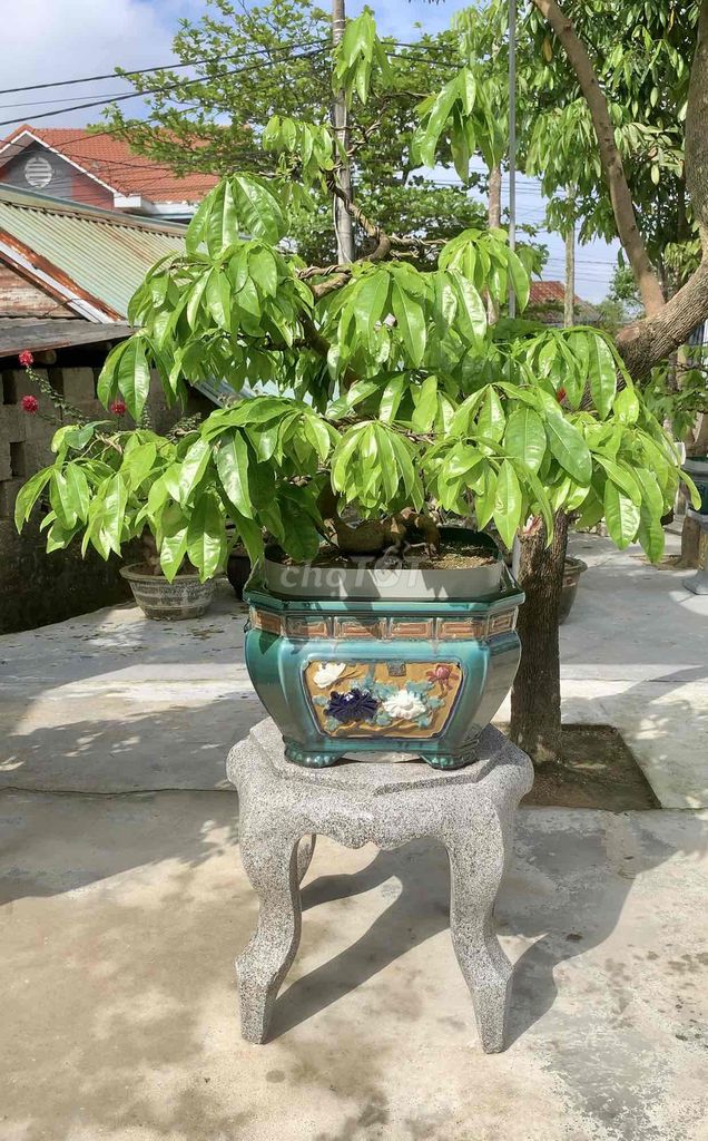 Bonsai Hoàng Mai Huế