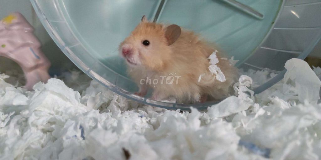 Chuột Hamster Vàng nhạt 3 tháng. Mua bán Thú cưng khác tại Quận 4 Tp Hồ Chí Minh được đăng bởi Thư Lê hình 1