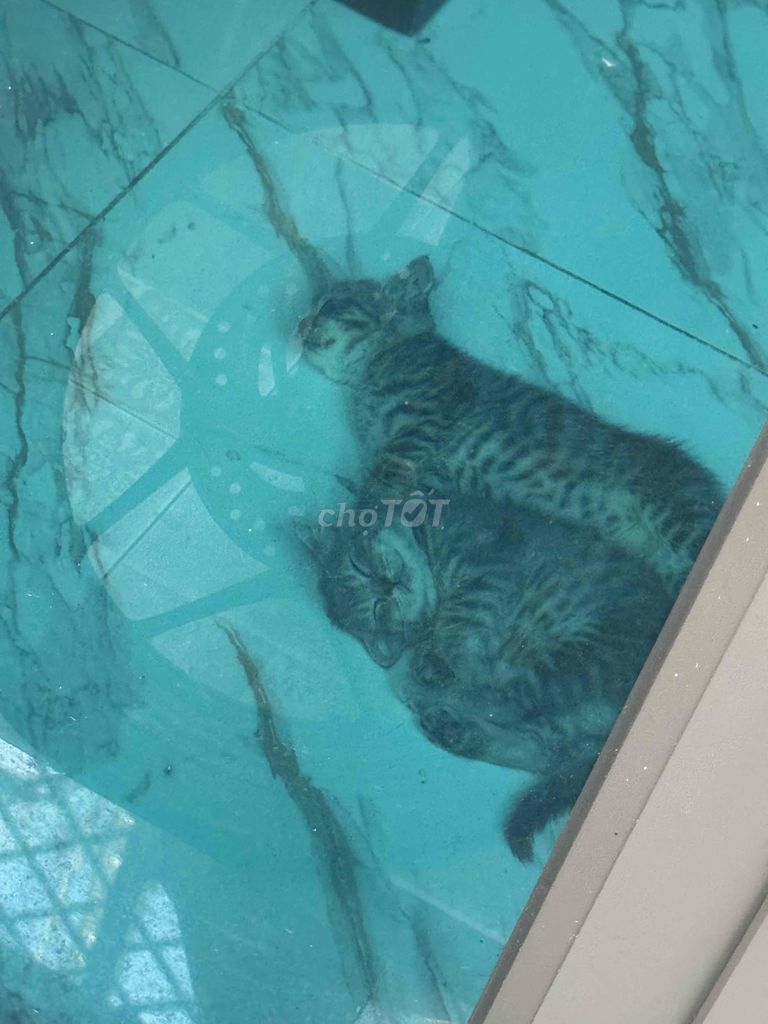 Mèo Anh lông ngắn màu xám