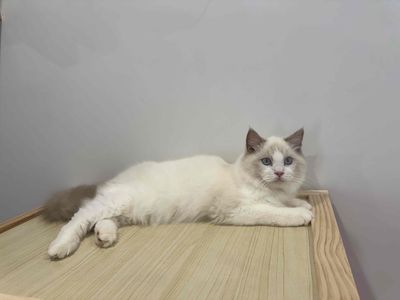 bé mèo Ragdoll thuần chủng - đực. Mua bán Mèo tại Quận Nam Từ Liêm Hà Nội được đăng bởi Bảo Ngọc