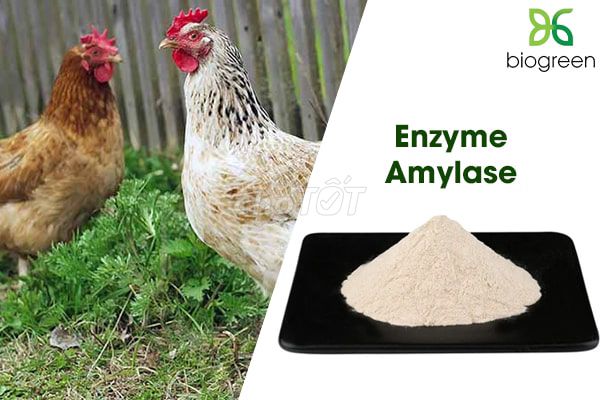 Nguyên liệu chăn nuôi thú y enzyme amylase