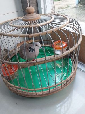 Chim cu gáy. Mua bán Chim tại Quận 12 Tp Hồ Chí Minh được đăng bởi trong nghĩa