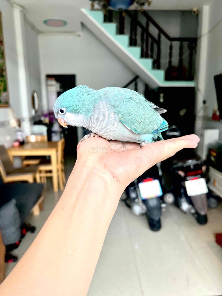 Vẹt Monk Parakeet Xanh dương. Mua bán Chim tại Huyện Hóc Môn Tp Hồ Chí Minh được đăng bởi Dương Nguyễn hình 1