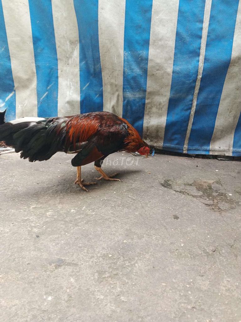 Đều 1kg2
