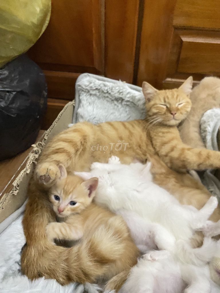 Mèo anh lông ngắn 2 tháng. Mua bán Mèo tại Quận Bắc Từ Liêm Hà Nội được đăng bởi Nguyễn hương  hình 1