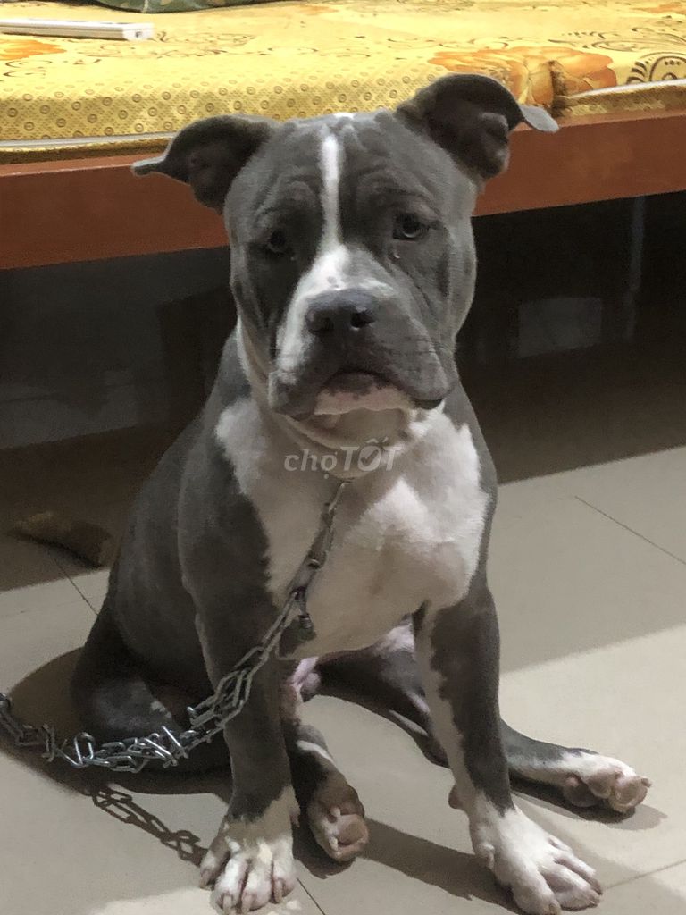 Chó Bully pocket đực 7 tháng xám trắng. Mua bán Chó tại Thành phố Huế Thừa Thiên Huế được đăng bởi Lê Văn Quốc Thịnh hình 1