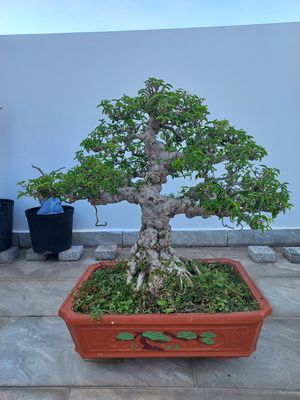 Bán cây bonsai mai chiếu thủy nu Gò Công già