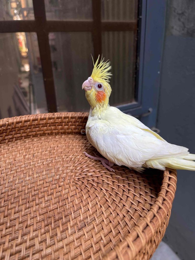 Vẹt Cockatiel Vàng nhạt Non Trống. Mua bán Chim tại Quận Sơn Trà Đà Nẵng được đăng bởi Vu Nguyen hình 1