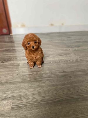 Chó Poodle Cái Nâu đỏ 2 tháng đã tiêm