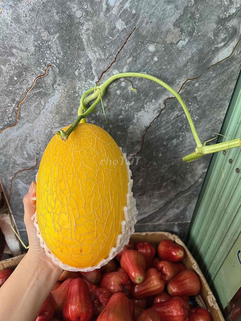 Dưa lưới vàng ruột cam. Mua bán Đồ ăn, thực phẩm và các loại khác tại Quận 4 Tp Hồ Chí Minh được đăng bởi Thoa Truong hình 1