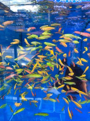 Cá Sọc Ngựa, Bảy Màu, v..v. Mua bán Thú cưng khác tại Huyện Hóc Môn Tp Hồ Chí Minh được đăng bởi TRẦN HOÀNG MINH HIỀN