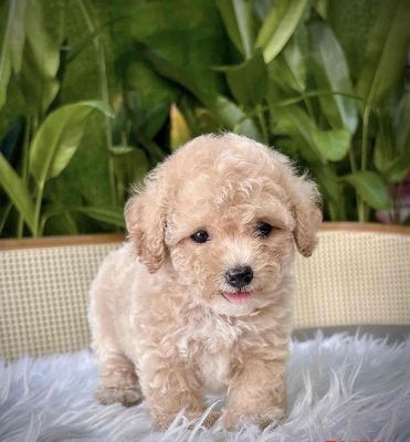Chó Poodle thuần chủng(ship toàn quốc)