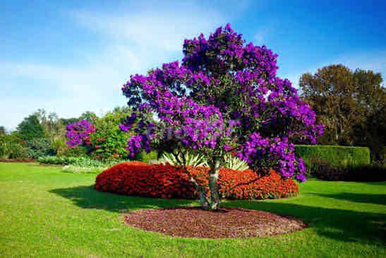 Thanh lý vườn Mua Úc 10 năm. Mua bán Cây cảnh, đồ trang trí tại Huyện Đức Trọng Lâm Đồng được đăng bởi Mr Thang hình 1