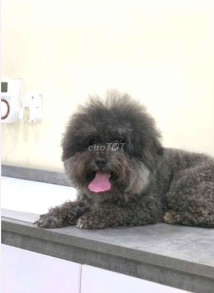 Chó Poodle đen 1 năm. Mua bán Chó tại Quận Đống Đa Hà Nội được đăng bởi huy vu hình 1