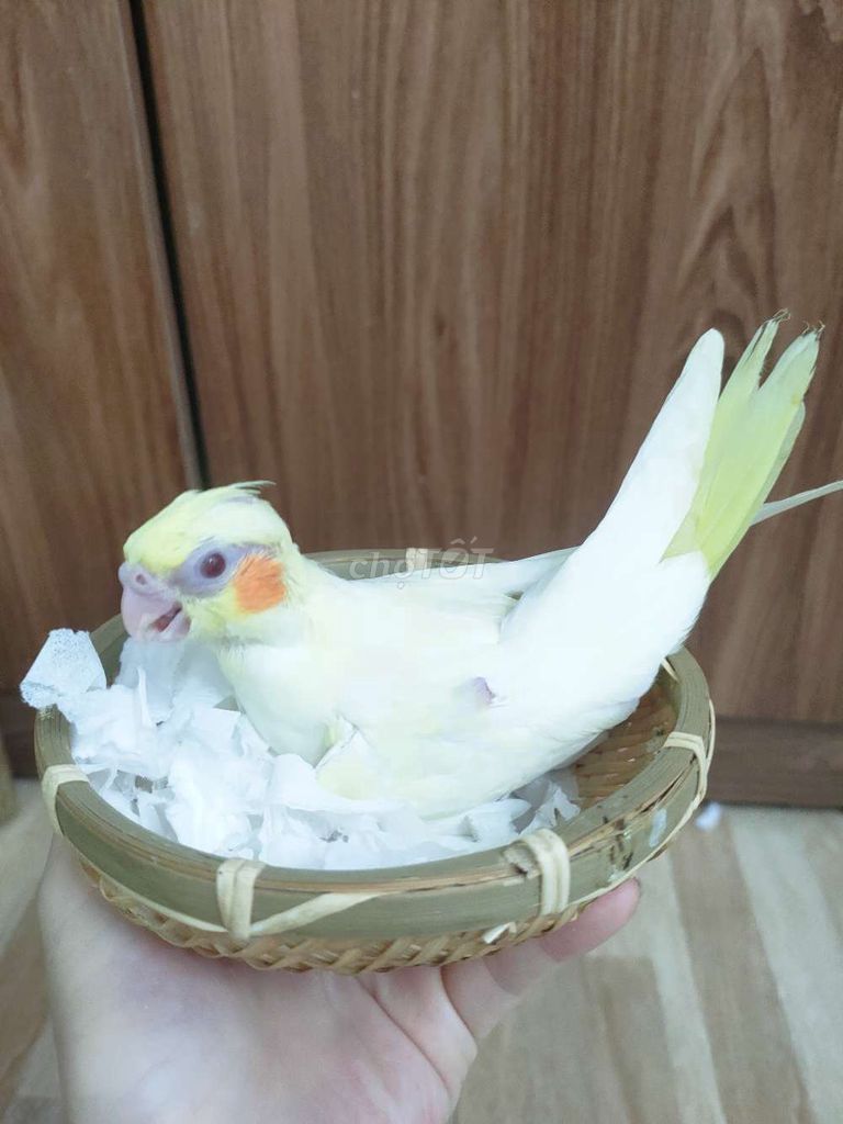 Vẹt Cockatiel Trắng vàng thân thiện. Mua bán Chim tại Quận Hai Bà Trưng Hà Nội được đăng bởi Shop chim cảnh hình 1