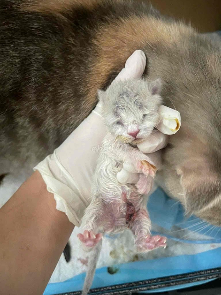 Mèo Ba Tư lai Anh Lông Ngắn mới sinh. Mua bán Mèo tại Quận Bình Tân Tp Hồ Chí Minh được đăng bởi Trương Quốc Huy hình 1