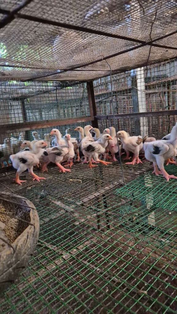 Gà Đông Tảo 1 tháng tuổi khỏe mạnh đã tiêm. Mua bán Gà tại Huyện Hóc Môn Tp Hồ Chí Minh được đăng bởi phan hưng hình 1