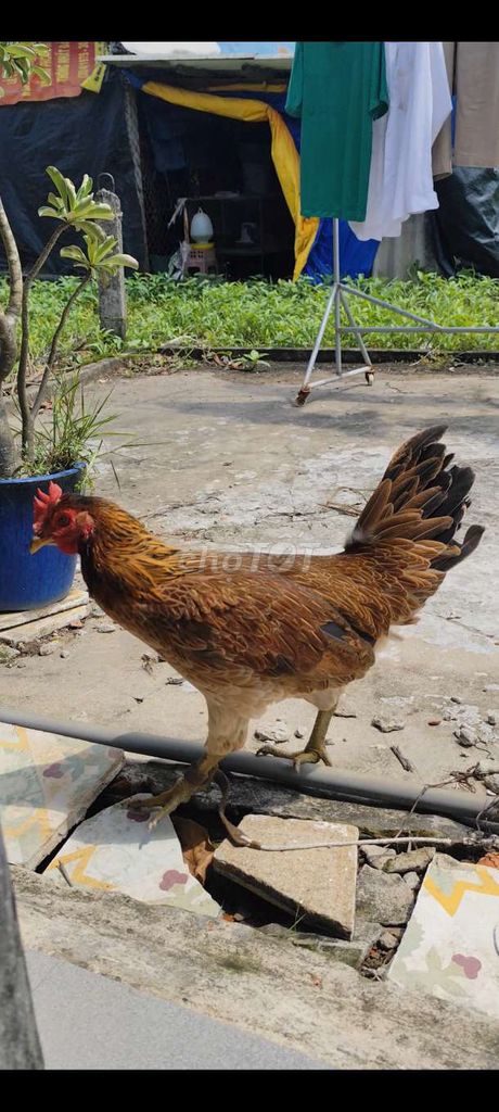 Gà Thái Mỹ tơ 5 tháng #44 . Mua bán Gà tại Huyện Châu Thành Long An được đăng bởi Phuc Ga My hình 1