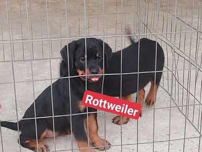 Chó Rottweiler..AGLX