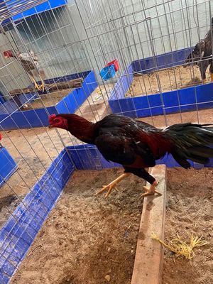 gà chọi tơ. Mua bán Gà tại Quận Liên Chiểu Đà Nẵng được đăng bởi Trường