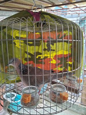 Cu khách 5 năm lồng. Mua bán null tại Thành phố Nam Định Nam Định được đăng bởi dũng