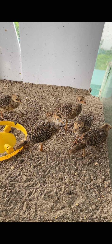 tất cả 6 con. Mua bán Chim tại Quận Hà Đông Hà Nội được đăng bởi maket hình 3