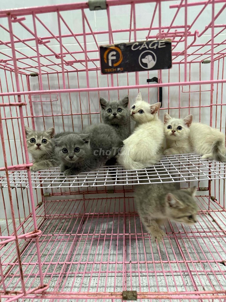 Mèo ALN THUẦN CHỦNG nhà đẻ. Mua bán Mèo tại Quận Tân Phú Tp Hồ Chí Minh được đăng bởi Nganle hình 3