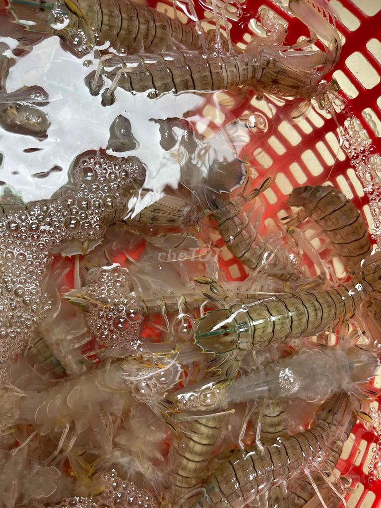 Tôm tít nếp Sống Tuyển chọn. Mua bán Đồ ăn, thực phẩm và các loại khác tại Quận Hải Châu Đà Nẵng được đăng bởi Đặng Lý hình 1