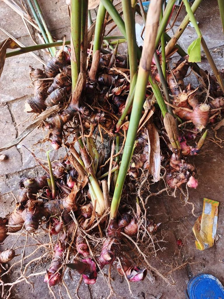 Cây riềng. Mua bán Đồ ăn, thực phẩm và các loại khác tại Huyện Ea Kar Đắk Lắk được đăng bởi Huong Mints hình 1