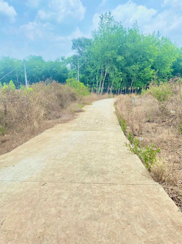 đất sào được phủ hồng (10m*85m) Tại Long Tân- Phú Riềng- Bình Phước.