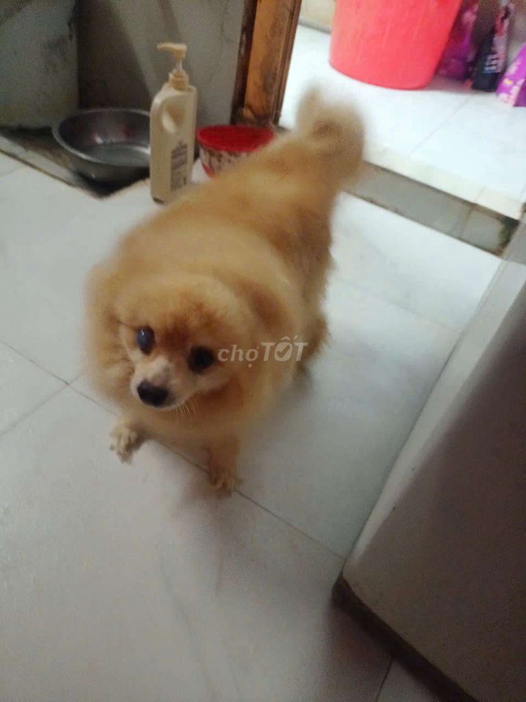 Bé Phóc sóc mù 1 mắt