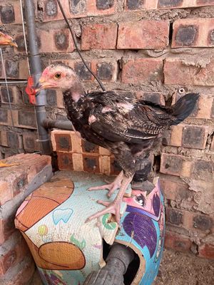 Gà Pama thuần nhập. Mua bán Gà tại Huyện Thuận Thành Bắc Ninh được đăng bởi Vũ hải nam