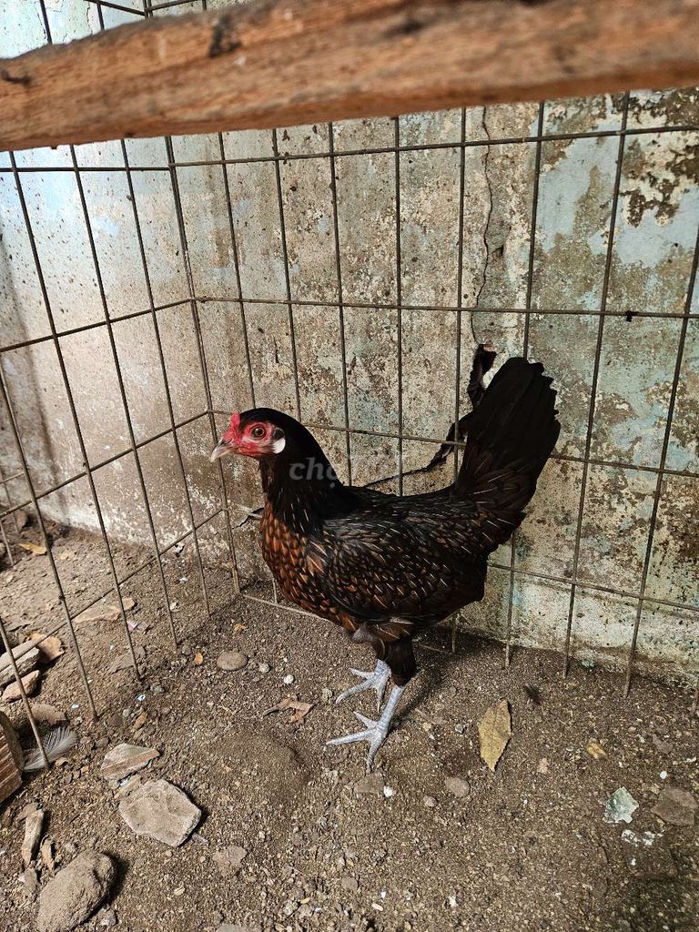 Điều xanh cuban hatch