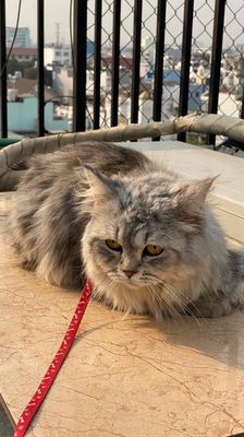 Mèo Anh Lông Dài Tabby Silver thuần chủng