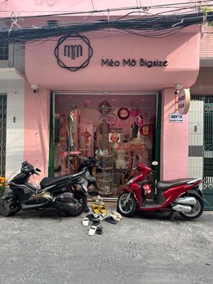 mèo mỡ bigsize
