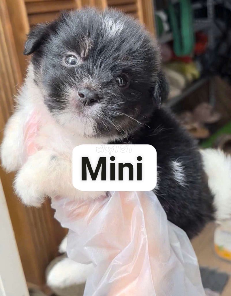 Chó pom x nhật mini size 64 ngày. Mua bán Chó tại Quận Bình Tân Tp Hồ Chí Minh được đăng bởi Minh nguyễn  hình 5