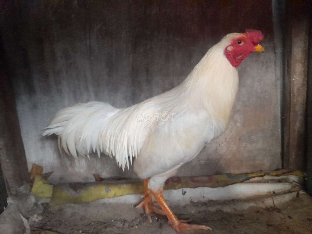 Gà trống màu Trắng. Mua bán Gà tại Quận Ninh Kiều Cần Thơ được đăng bởi Trần Sơn hình 1