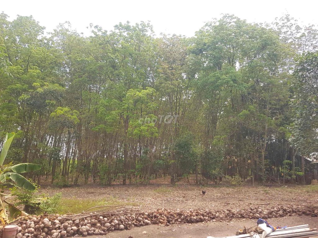 CHÍNH CHỦ BÁN ĐẤT GẦN BỆNH VIỆN NHƠN TRẠCH. Mua bán đất tại Huyện Nhơn Trạch Đồng Nai được đăng bởi Phát Đất Xanh Group hình 4